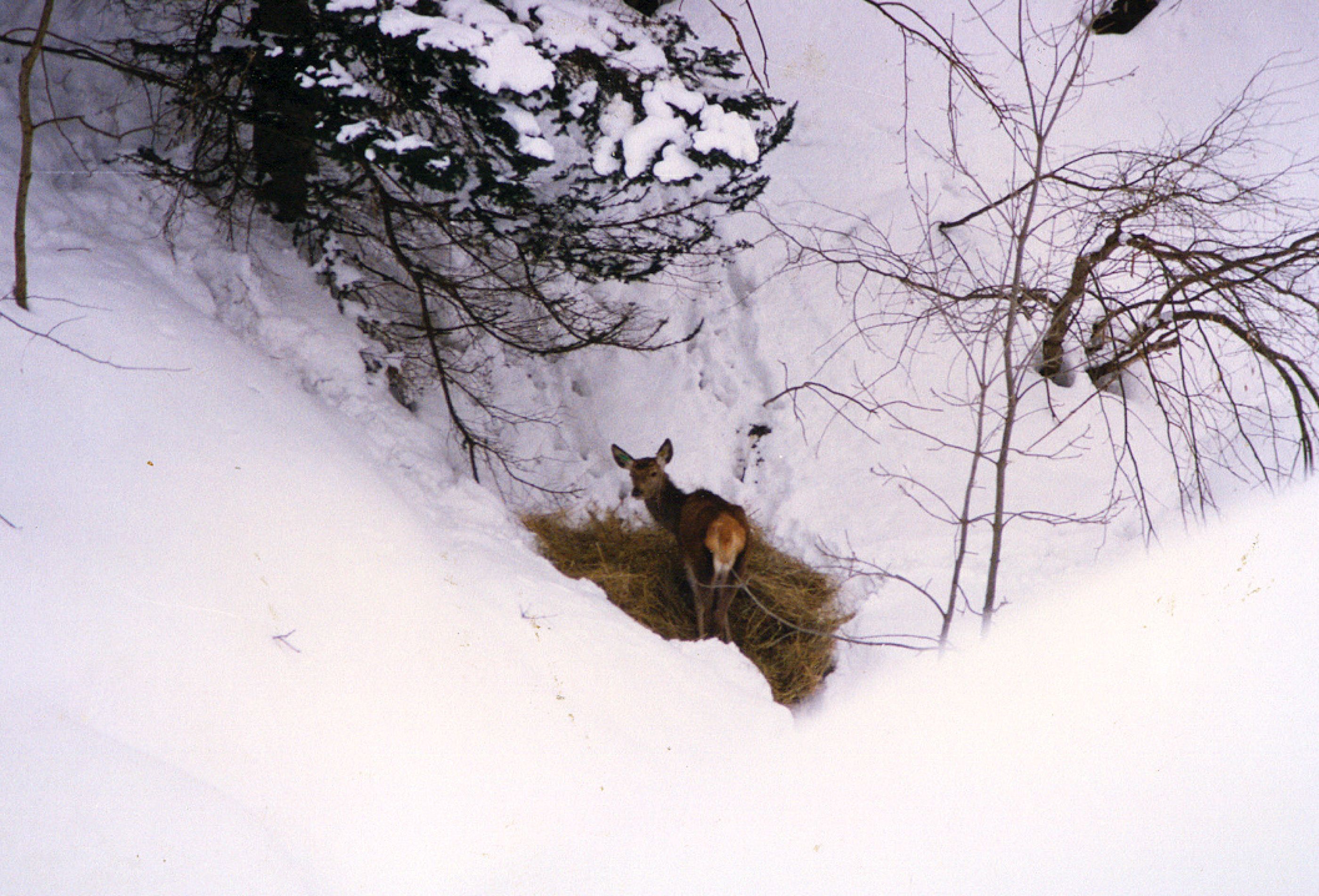 Cerbiatto in Valle Stura